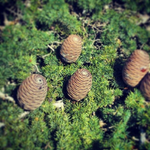  cone cedar lebanon nature tannourine...