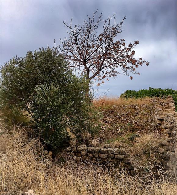 Contemplating the  sea  tree  winter  season  landscape  nature  oldstones...