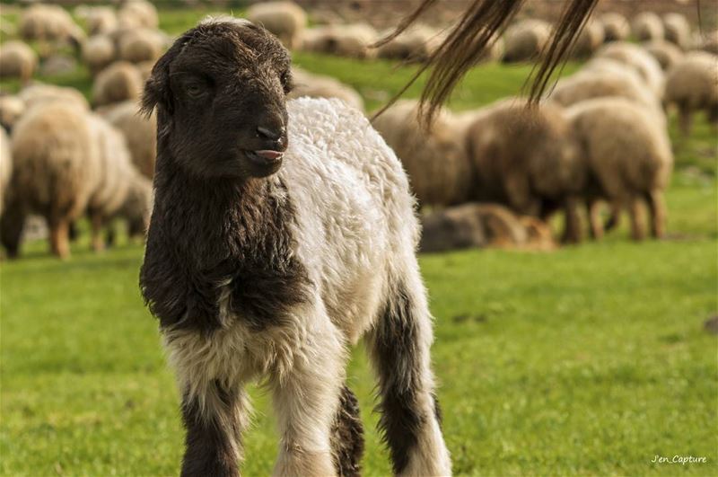 Coolest lamb ever, tongue's out😍••• Ehden  northlebanon ... (Ehden, Lebanon)