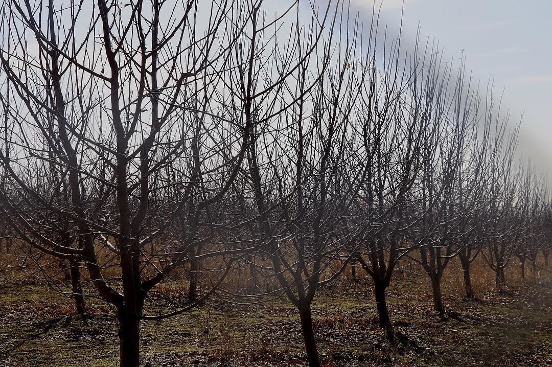Copy paste !  Lebanon  Liban  pomme  apple  arbres  trees  jardin  orchard...