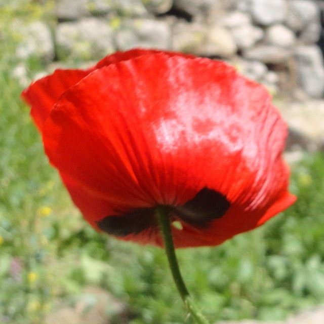 coquelicot flowers fleurs loves_flowersnofilters