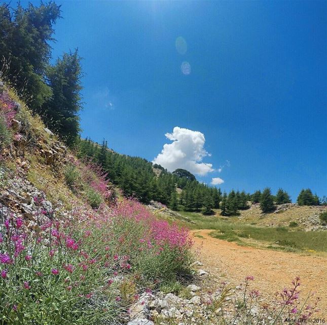 Cotton Candy ☁ shoufbiospherereserve  cloud  mountain  trail  trip ... (Barouk Cedar Forest)