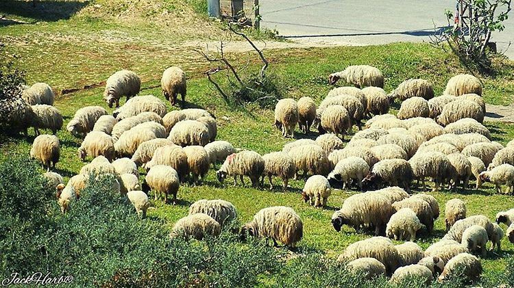  Counting  sheep to help you sleep😴. lebanon  wearelebanon  ... (Batroûn)