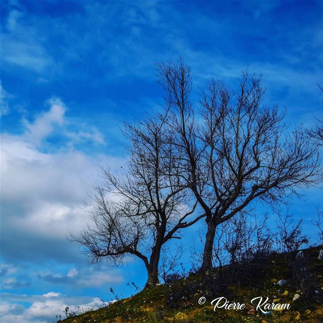  couples  goal  winter  season  old  tree cloudy  sky  snowy  mountain... (Falougha, Mont-Liban, Lebanon)