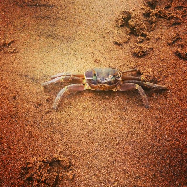 Crab 