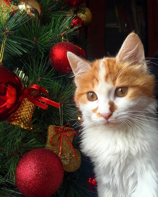  crazycat  cozyroom  christmastime  christmastree  photoftheday ...