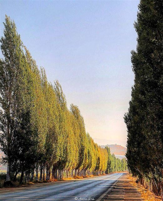 Credit to @aline_grg) 🌳Trees•Road 🌳 HIPAContest_Landscapes morning ...