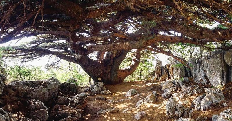 Credit to @elmaalouf - -🇱🇧When the roots are deep, there is no reason to...