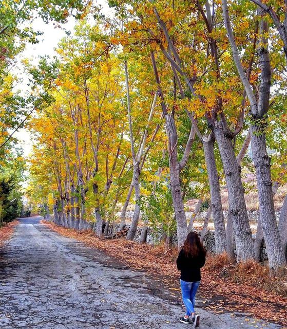 Credit to @jamesalachkar -  Beautiful Autumn 🍁🍂 lebanon  nature ...