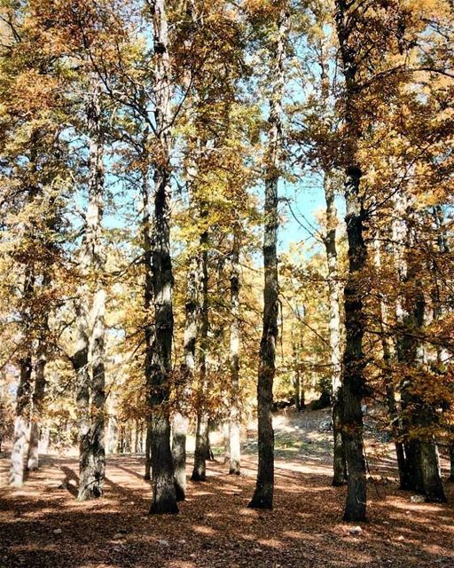 Credit to @lebaneseby.nature) " ammou3a  fnaydek  forest  3ezer  trees ...