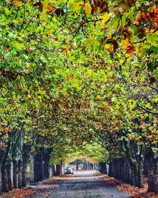 Credit to @nidal.majdalani -  How beautiful is this road!! Curious to see...