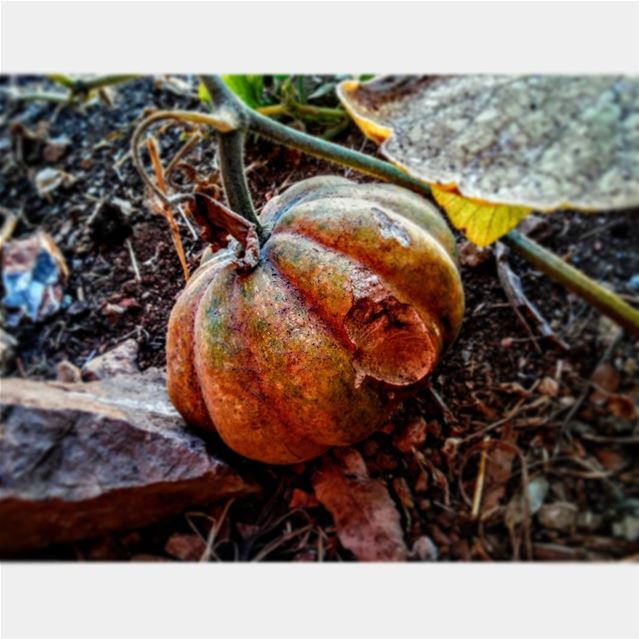 🎃CT🎃BER 🍁 October fall autmn favorite season weather lebanon... (Aïn Saâdé, Mont-Liban, Lebanon)