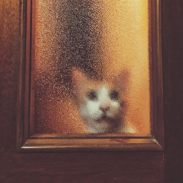 'curiosity my ass...let me in human'''' photography  photographylovers... (Beirut, Lebanon)