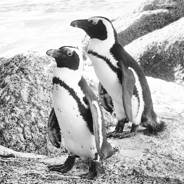 Cute African  penguins! Africa  South_Africa  Mountain  Cape_Town  Cape ...