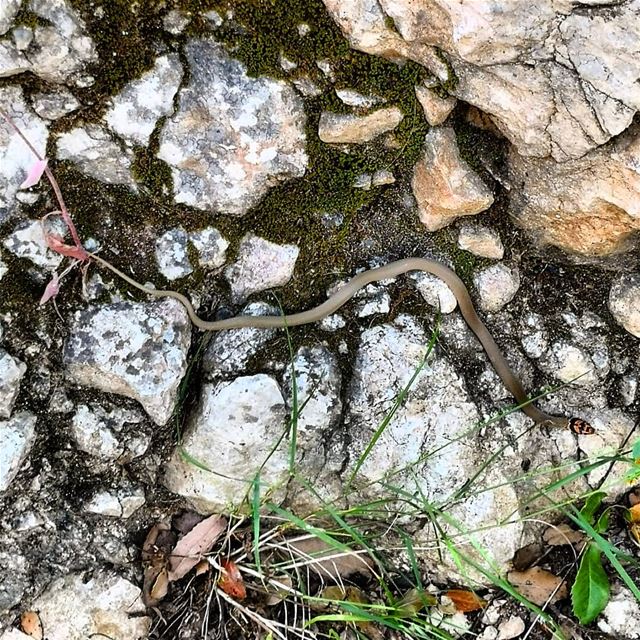 Cute  snake  hiking  whilehiking  lebanon  redhead  hikers  wildanimals ... (Bejdarfel, Liban-Nord, Lebanon)