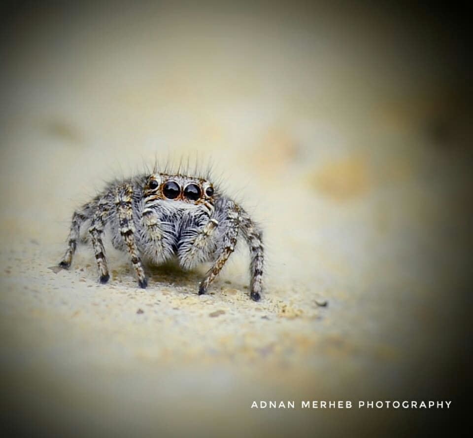 Cute spider 😍❤ anadolugram  altinkare  turkportal  fotografemekcileri ... (Biré, Liban-Nord, Lebanon)