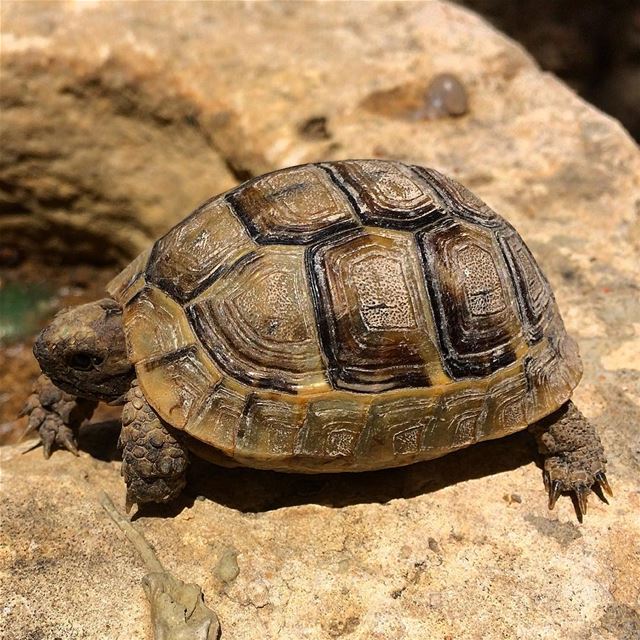 🐢 🐢  cuteanimals  turtule  animals  wildlife  nature  potd  instagood ... (أنصارية - الجنوب)