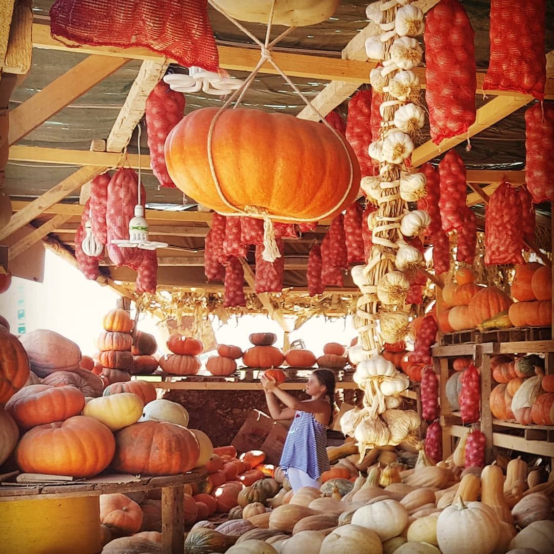 Cutest 🎃 in the patch pumpkin  october🍁  autumn  whatsuplebanon ... (`Ammiq, Béqaa, Lebanon)