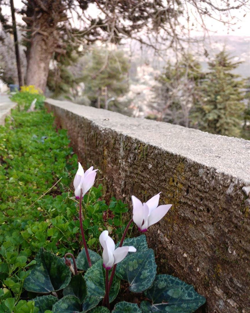 Cyclamen are popping-up everywhere (they love to jut out of rocks), along... (Dayr Al Qamar, Mont-Liban, Lebanon)