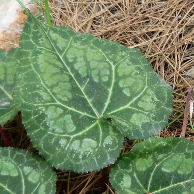 cyclamens cyclamen plant leaf flowers springspirit springnature