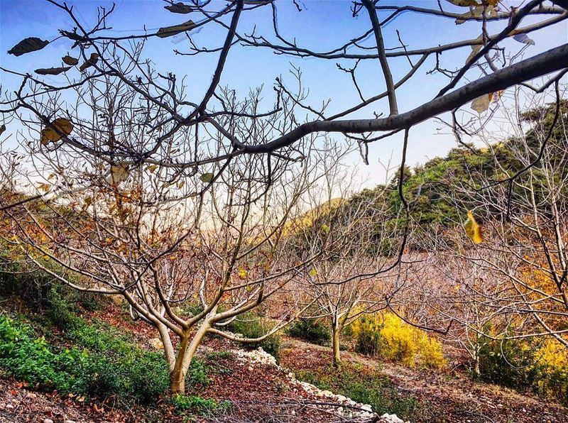 Cycle ... 🍂 lebanon  north  trees  instagood  wanderlust  travelgram ... (Kobayat - Katlabeh)