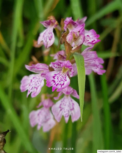 Dactylorhiza iberica (Orchid) / Akkar Al-Atiqa 16/6/2019  درب_عكار ...