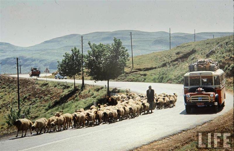 Dahr Al-Baydar 🐑 1965 ,Credits Life Magazine