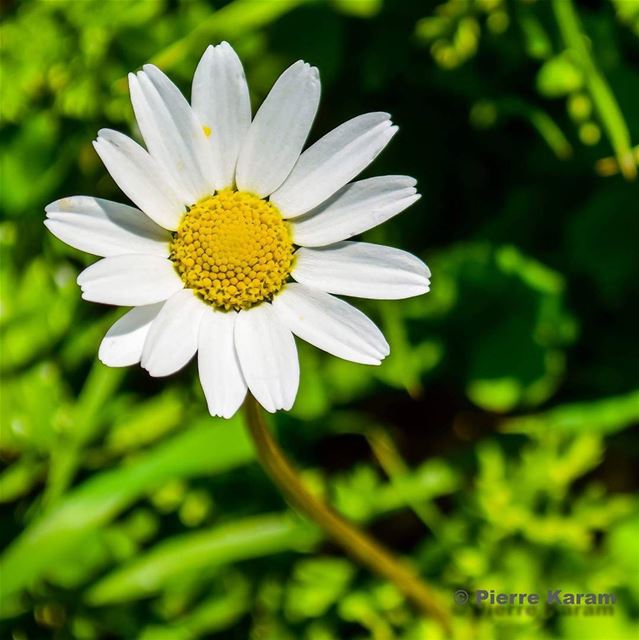  daisies are  like  sunshine on the  ground  good  morning  peace and ...
