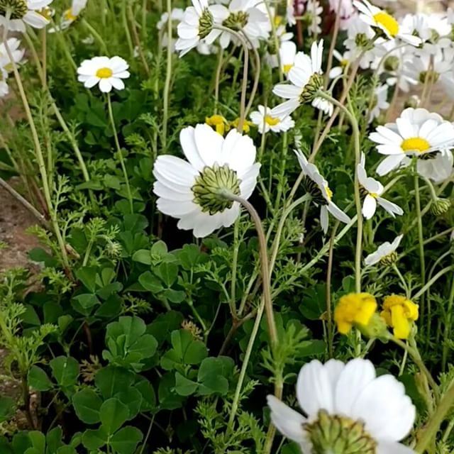 Daisies fluttering in the wind.  daisiesfordays  daisies ... (Dayr Al Qamar, Mont-Liban, Lebanon)