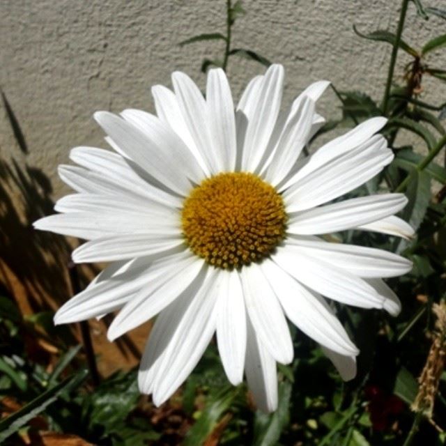 daisy flowers marguerite