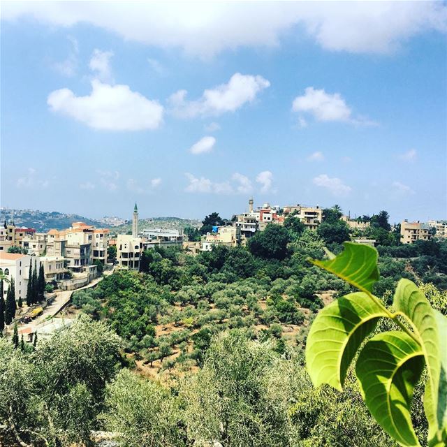  Dalhoun  hometown  lebanon  olive  trees  lebanonspotlights  clear  sky ...