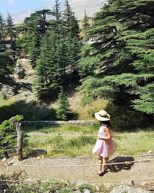 Dancing to the Cedar trees in Lebanon 🌲🌲🌲 There is so much history here... (Cedars of God)