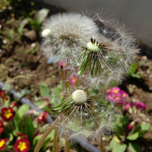  dandelion  シawesomenessツ   dandelions photography  photographyislifee ...