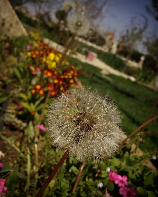  dandelion  シawesomenessツ  dandelions photography  photographyislifee ...