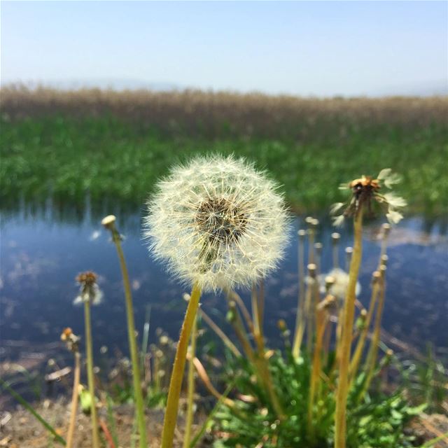 Dandelions🌱Some see a weed, some see a wish✨ (`Ammiq, Béqaa, Lebanon)