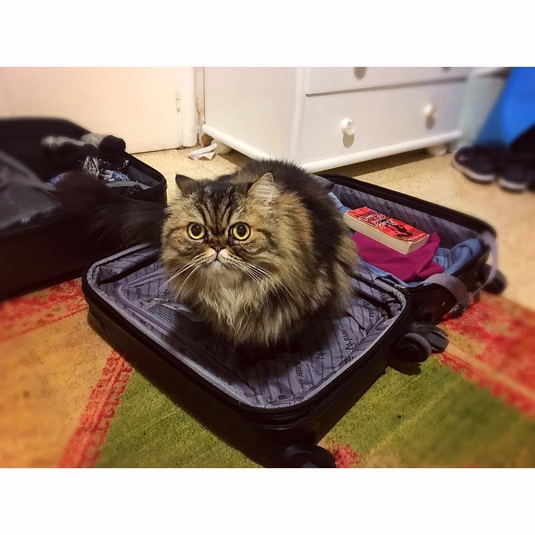 🎵🎶 Dans ma valise, il y a... 🐱  lebanon  beirut  kitty  cat  catlover ... (Achrafieh, Lebanon)