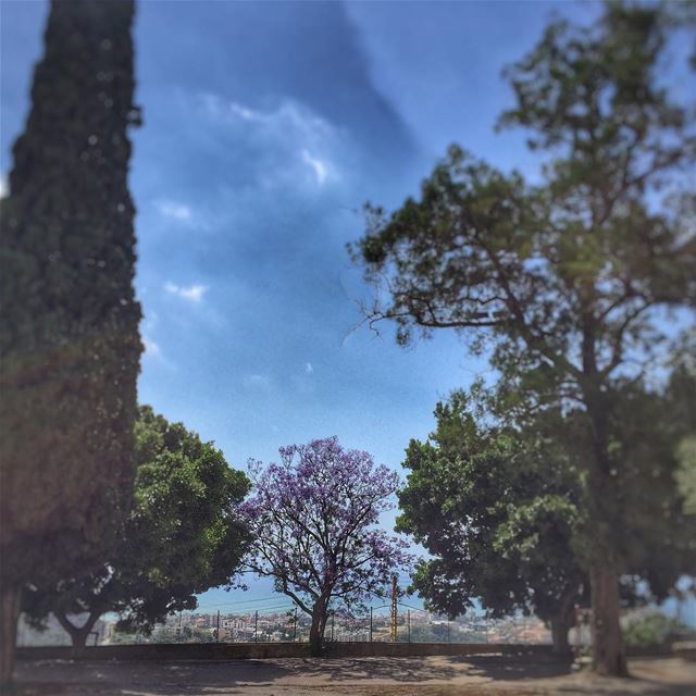 Dare to be different...  Trees  Green  Purple  LiveLoveLebanon ... (Deir Tamich)