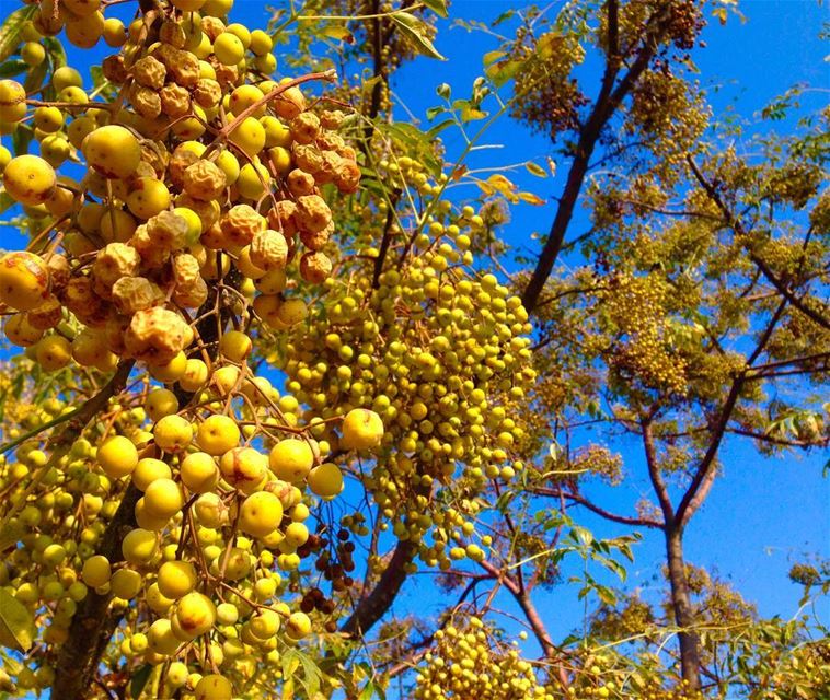 Dates (Tyre, Lebanon)