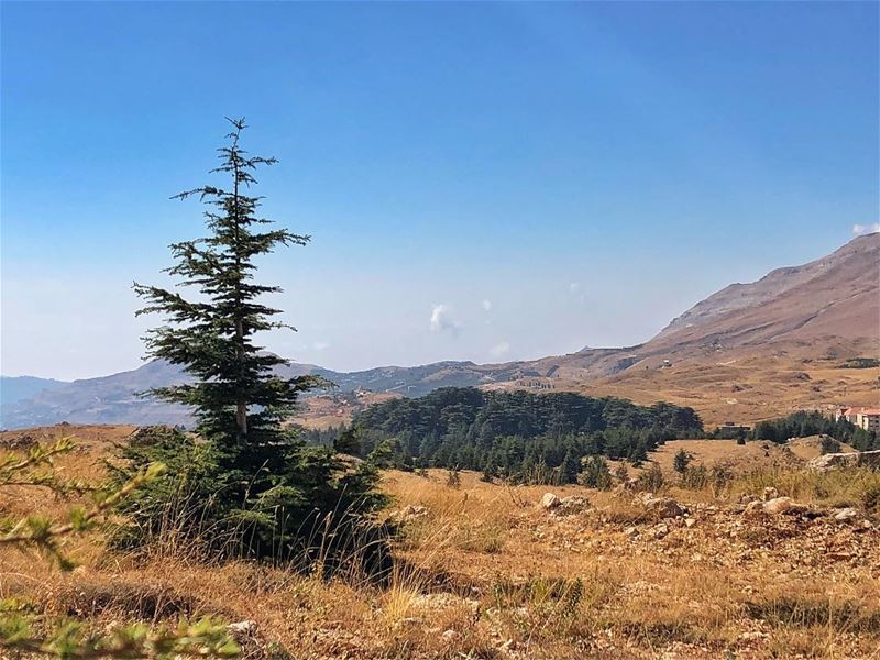 Daughters and Mothers...••• cedar  tree  lebanon ... (Cedars of God)