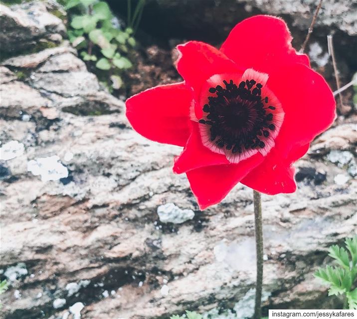 Day 2: Macro  RebelsUnitedMar2019POTD ...Like wildflowers, you must... (El-Kour, Liban-Nord, Lebanon)