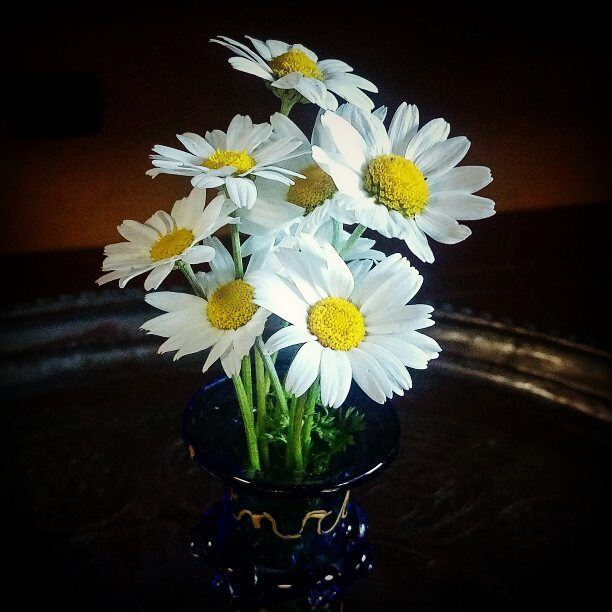 Dec 7 spring in my garden. smile  spring  daisies  winterwonderland ... (Mount Lebanon Governorate)