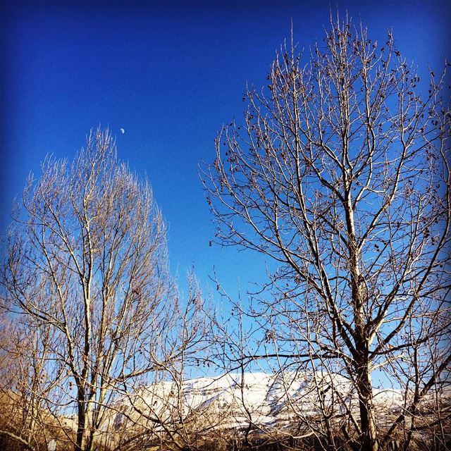  deep blue sky winter time snowy mountains trees Faraya Lebanon...