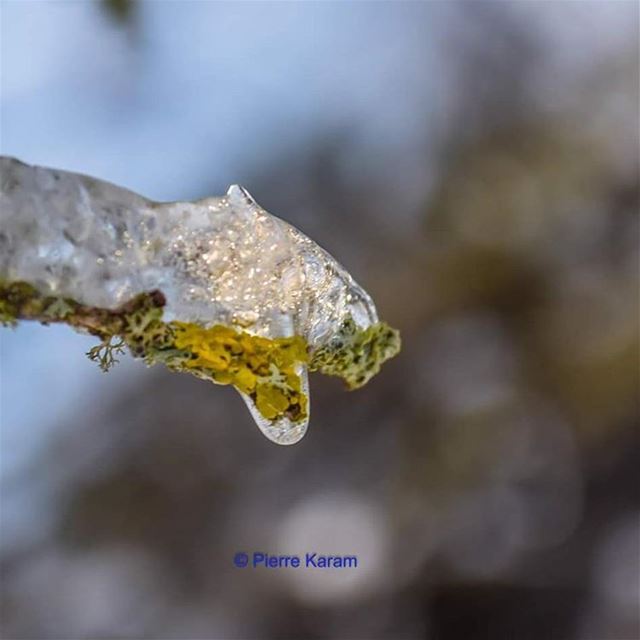  deep  freeze  yellow  flower  ice  cold  snow  lebanon_hdr  hd_lebanon ... (Arez Ehden)