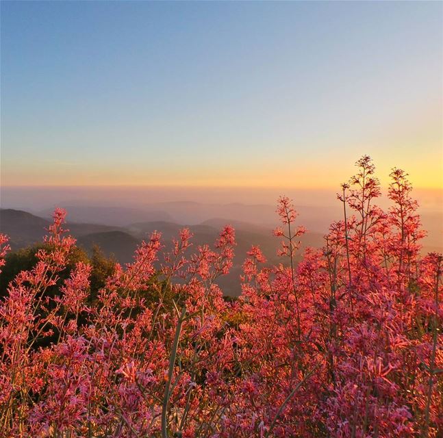 Deep in their roots, all flowers keep the light.-------------------------- (Al Shouf Cedar Nature Reserve)