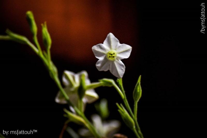 "Deep in their roots, all flowers keepthe light" - Theodore Roethke...