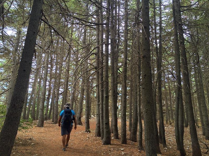 Deep into the forest... ‼️................. lebanon ... (Lebanon)