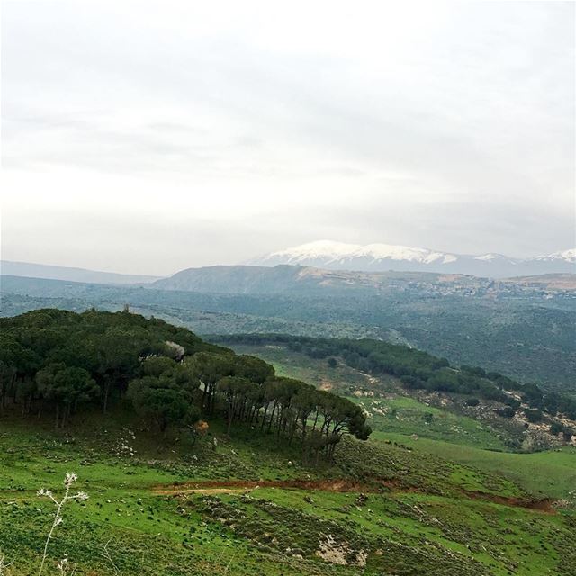 Deep Rooted like the Trees, Solid like the Mountains beautiful_lebanon ... (Nabatîyé)