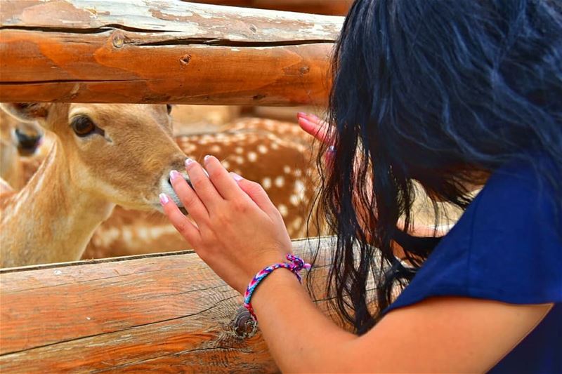 Deer are the most graceful and beautiful creatures on earth i ever seen ❤❤... (Bchennâta, Liban-Nord, Lebanon)