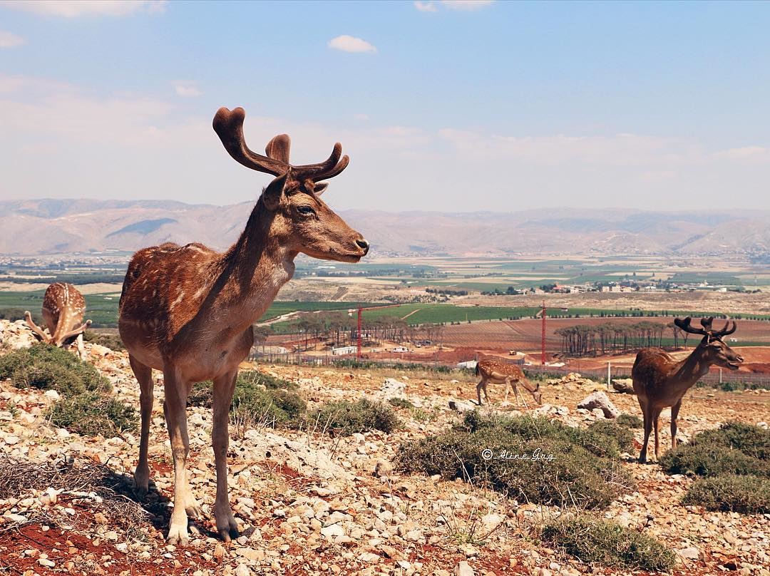 Deer•Bekaa deer  bekaa  westbekaa  wild  life  animal  outdoor  bluesky ... (Aâna, Béqaa, Lebanon)
