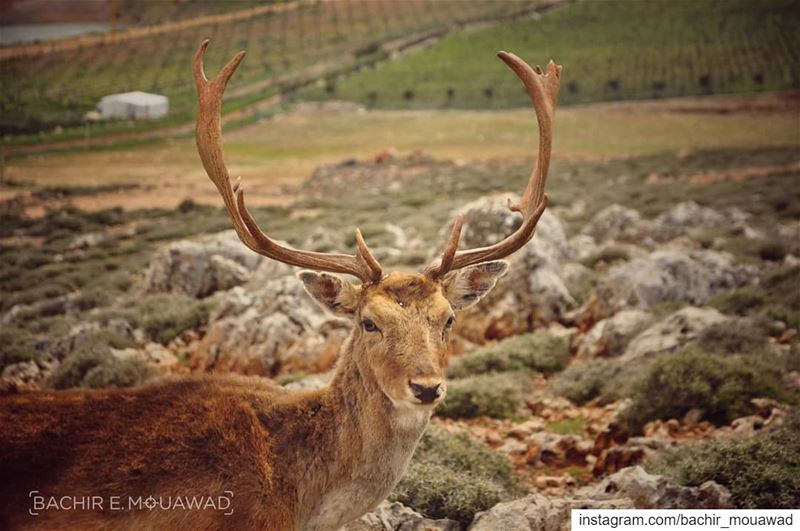  deer  lebanon  bekaa  ammiq  adventure  picoftheday  sunnyday ...